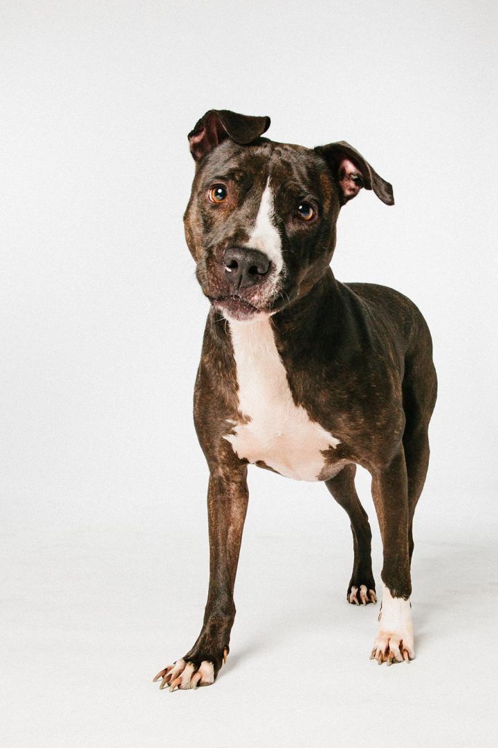 Maya, a Adoptable mixed breed in Houston, TX image 2/6