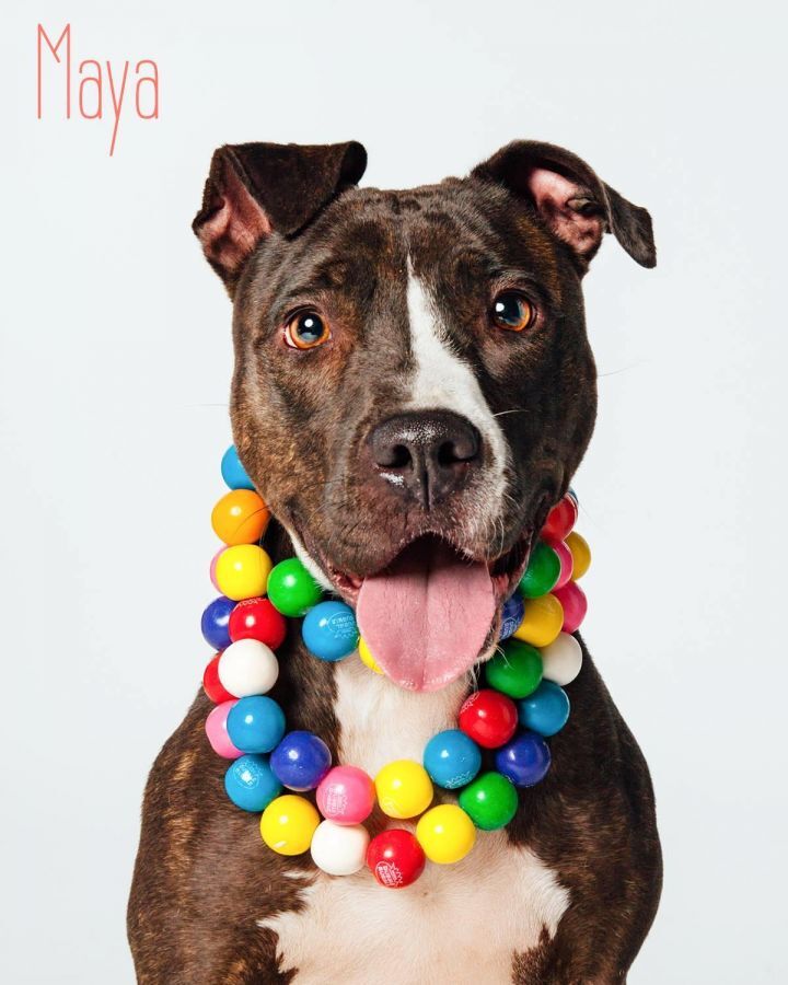 Maya, a Adoptable mixed breed in Houston, TX image 3/6