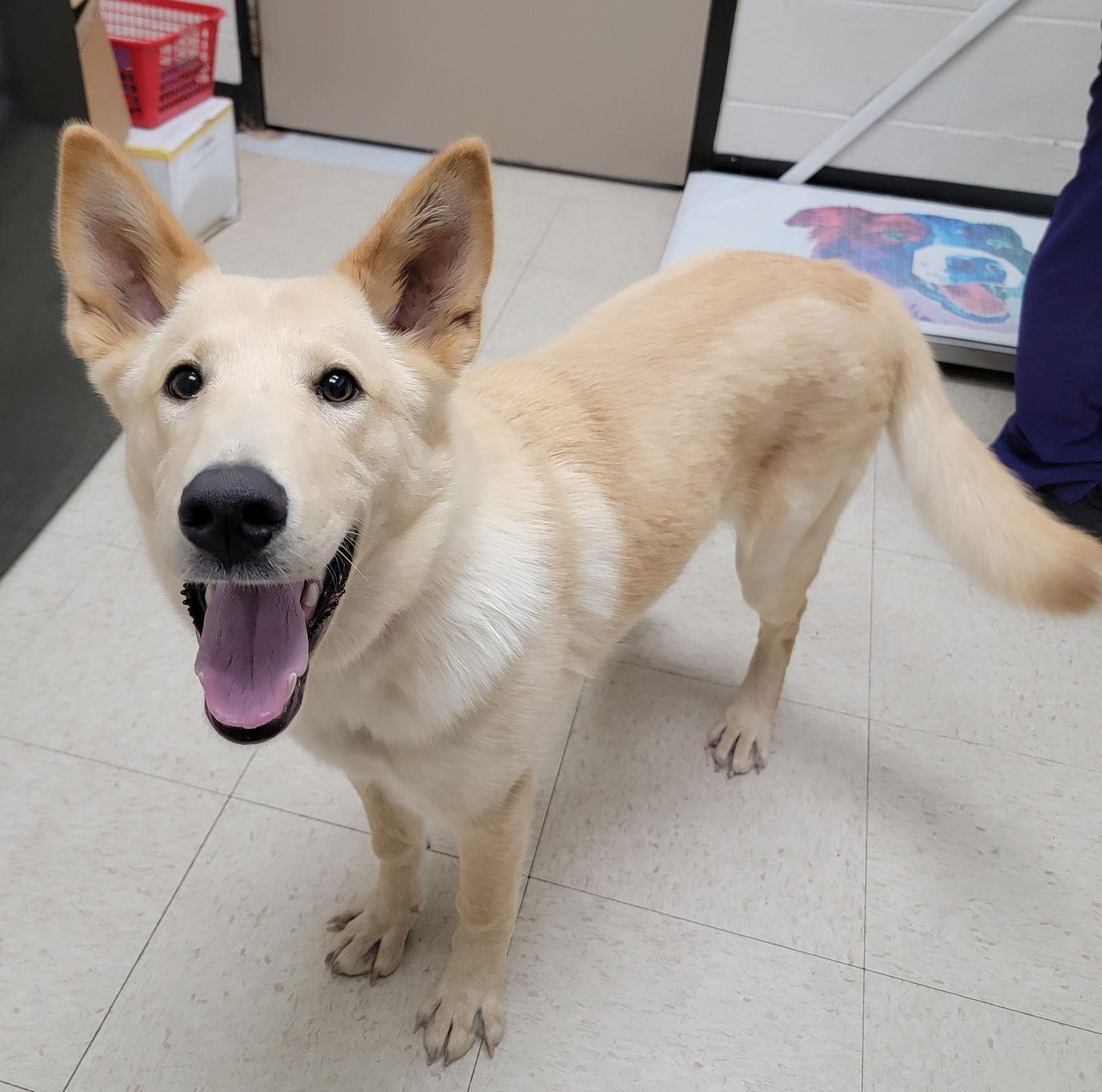 Enlarge Larkspur, a Adoptable German Shepherd Dog in Baltimore, MD image 1/3