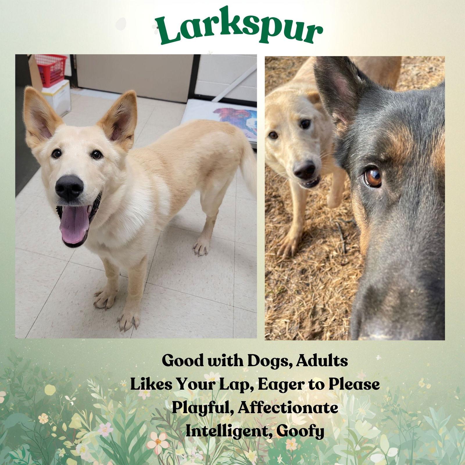 Enlarge Larkspur, a Adoptable German Shepherd Dog in Baltimore, MD image 2/3