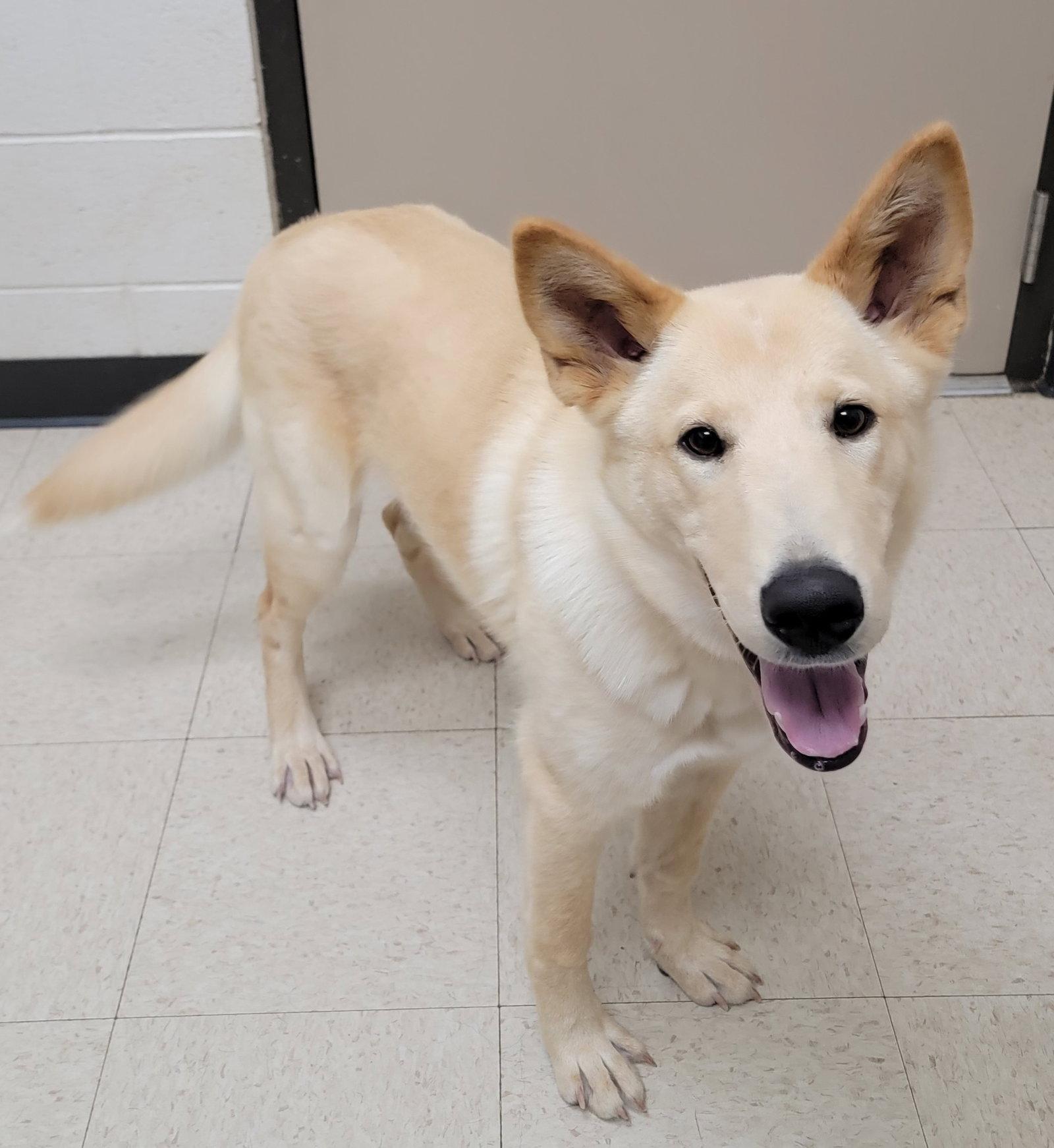Enlarge Larkspur, a Adopted German Shepherd Dog in Baltimore, MD image 3/3