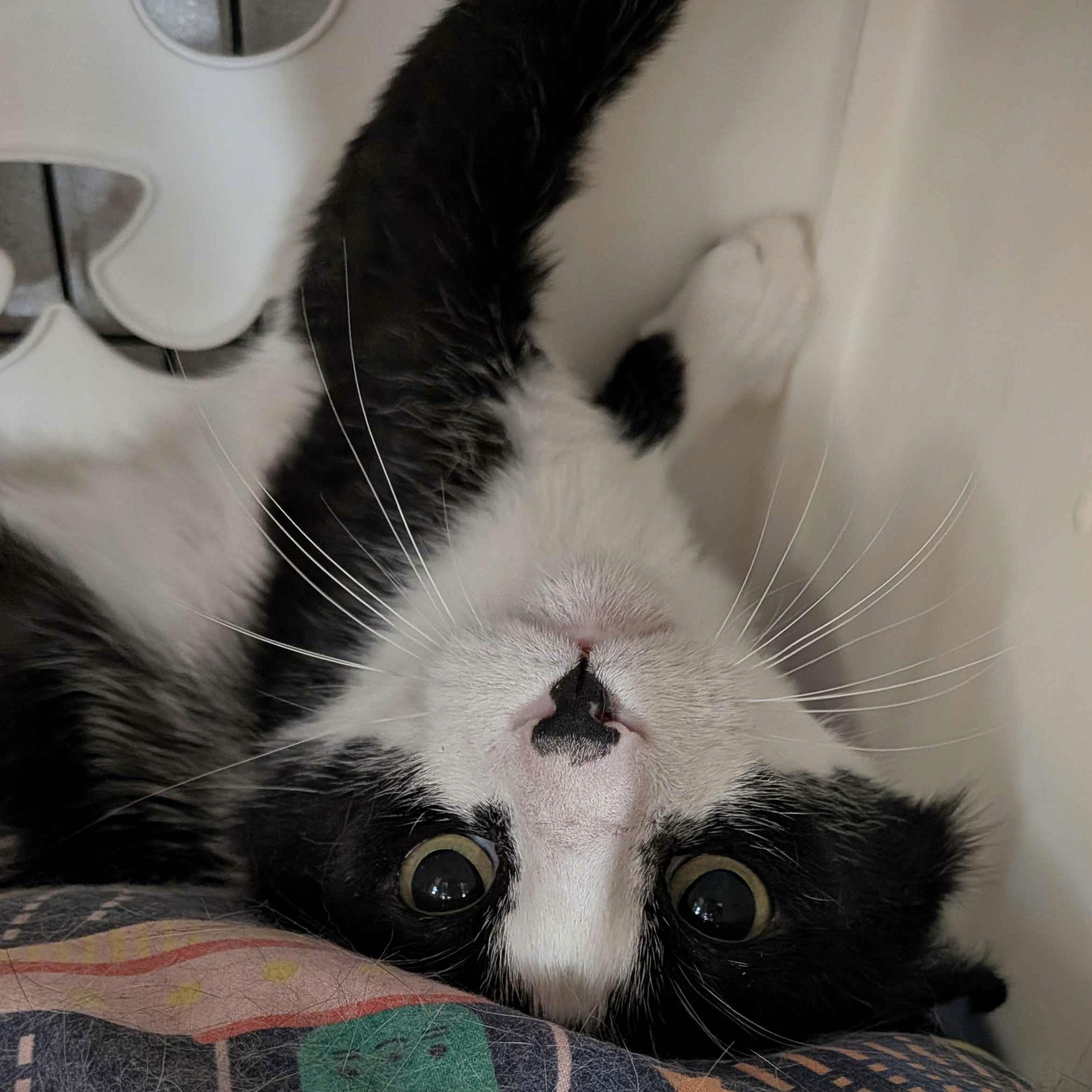 Noah, Adoptable, Young Male Domestic Short Hair.