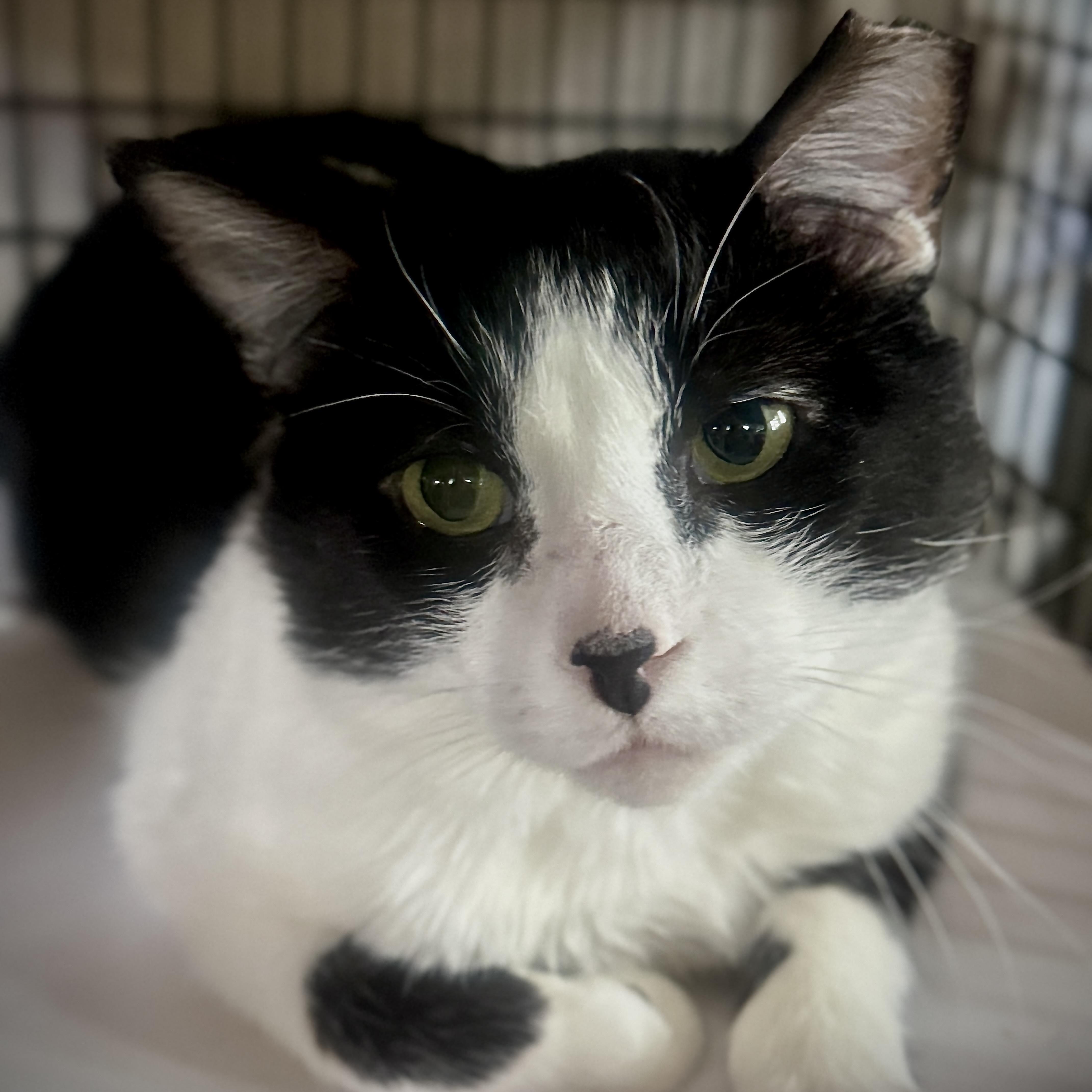 Enlarge Noah, a Adoptable mixed breed in Santa Fe, NM image 2/4