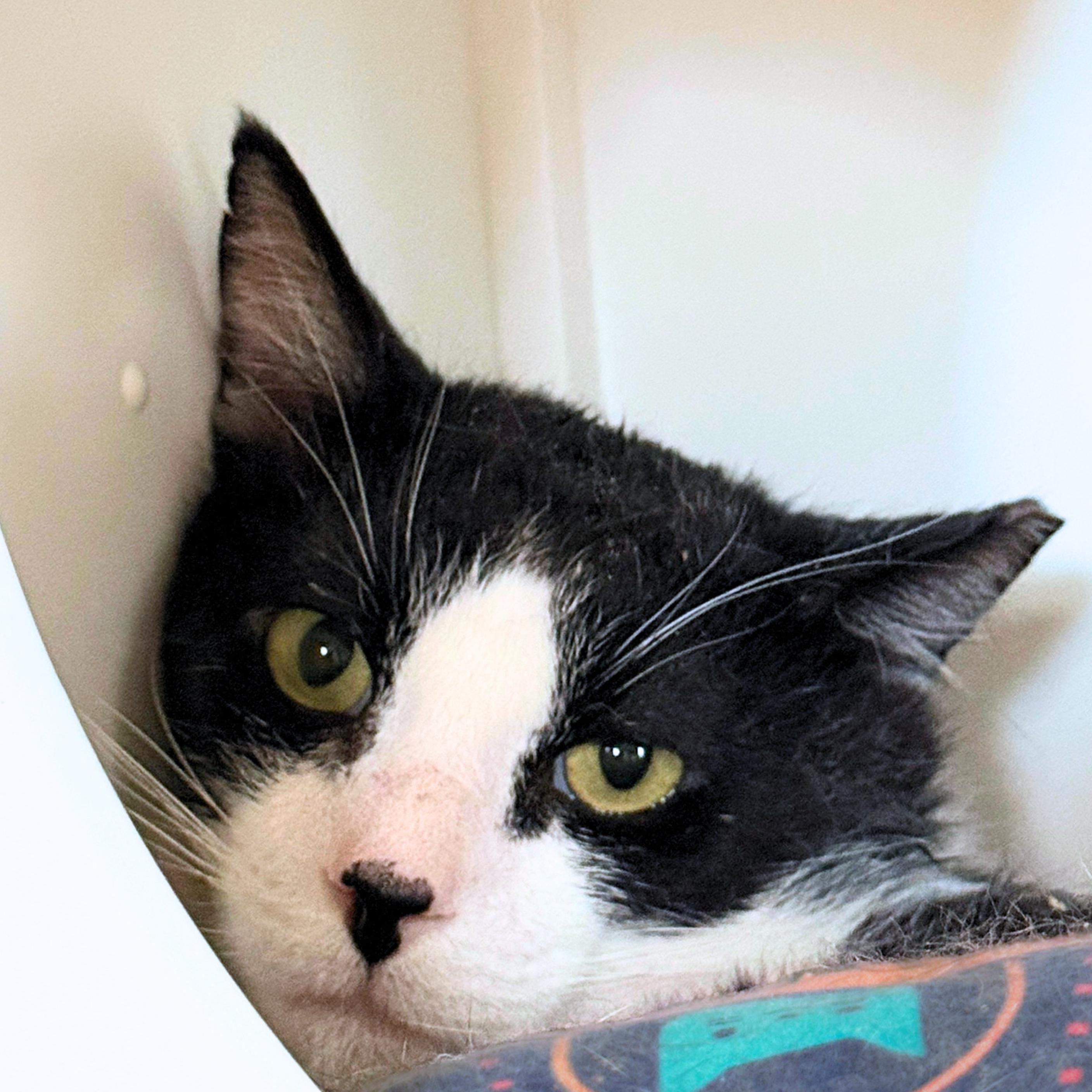 Enlarge Noah, a Adoptable mixed breed in Santa Fe, NM image 3/4