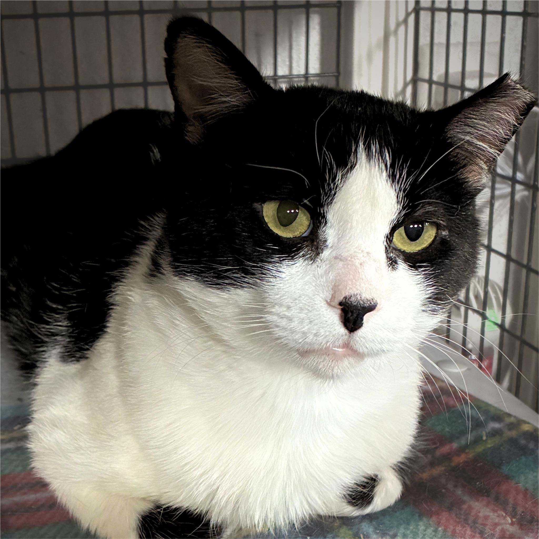 Enlarge Noah, a Adoptable mixed breed in Santa Fe, NM image 4/4