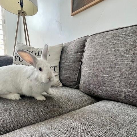 Enlarge Pip, a Adoptable American in Salt Lake City, UT image 2/6