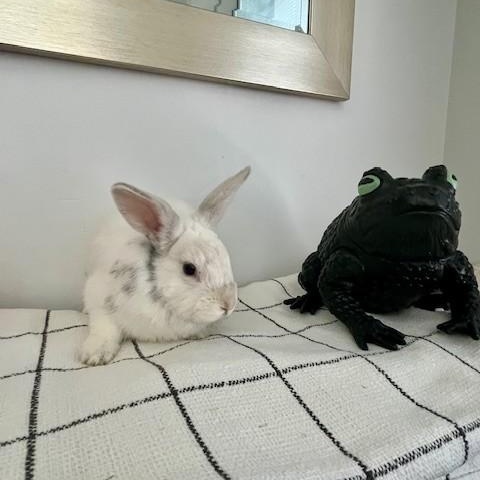 Enlarge Pip, a Adoptable American in Salt Lake City, UT image 4/6