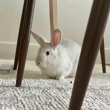 Enlarge Pip, a Adoptable American in Salt Lake City, UT image 5/6