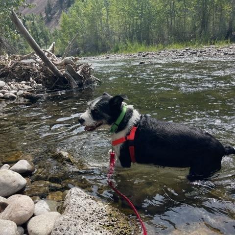 Charlie, Adoptable, Adult Male Mixed Breed.