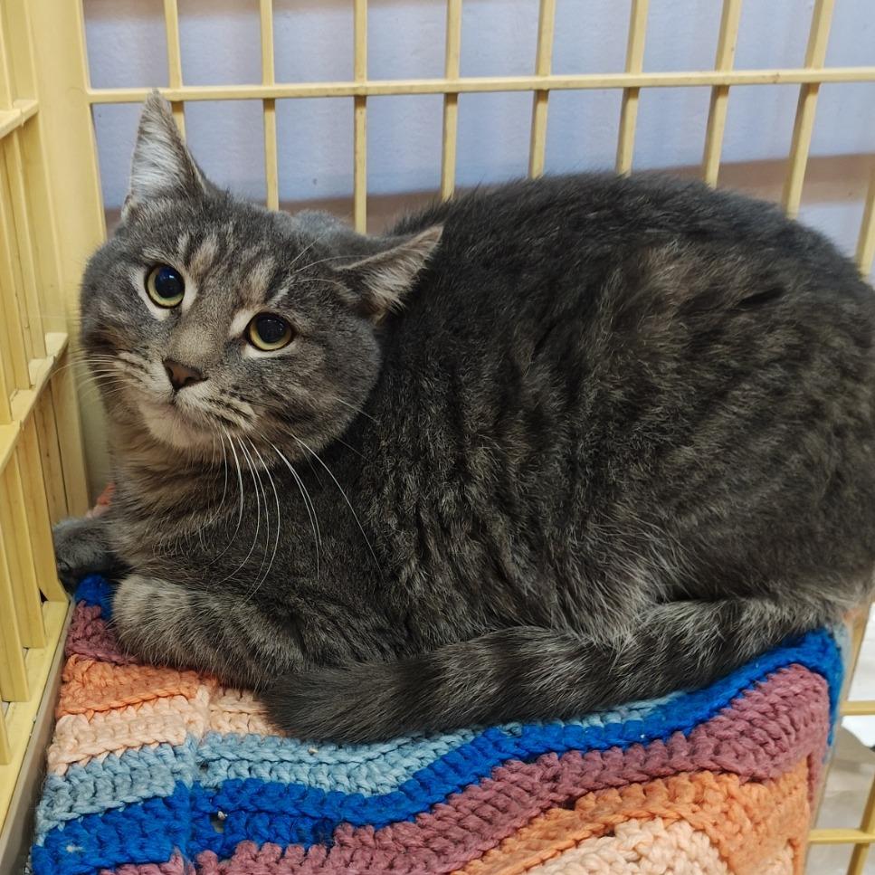 Marshmallow, Adoptable, Adult Male Domestic Short Hair.