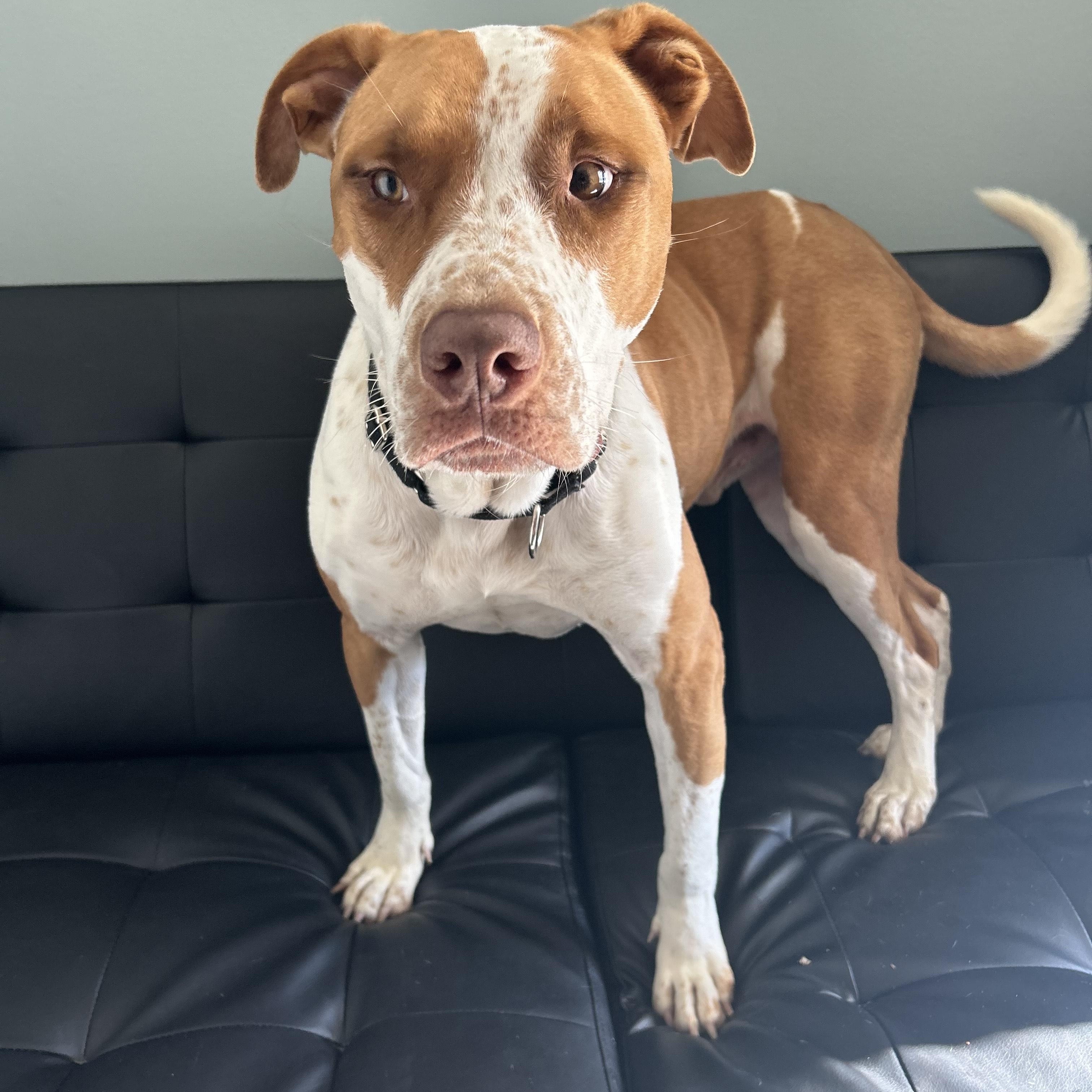 Enlarge Elf, a ADOPTABLE Pit Bull Terrier in Statesboro, GA image 1/1