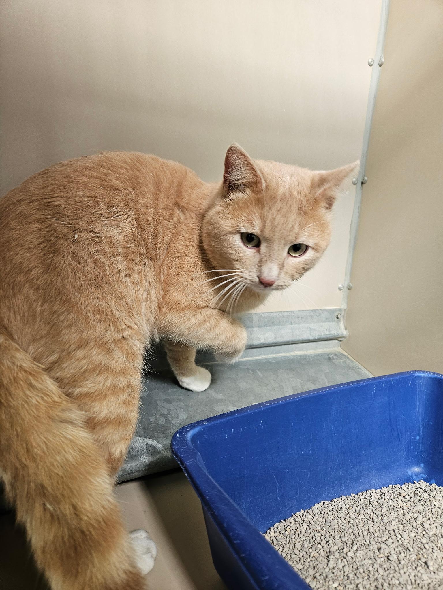 Enlarge 60303670, a ADOPTABLE mixed breed in Elko, NV image 1/1