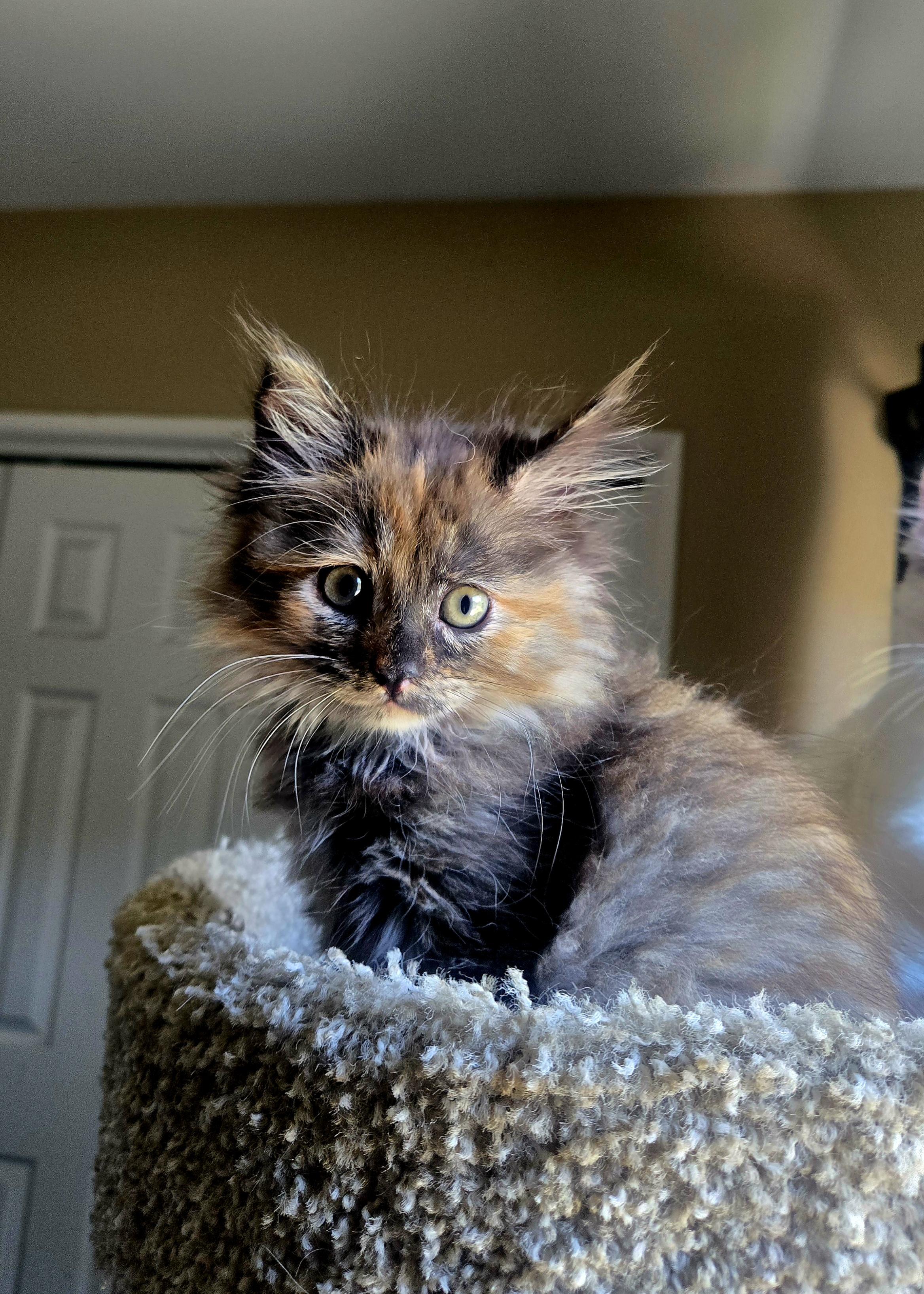 Tiara, adopted, Kitten Female Turkish Angora & Tortoiseshell.