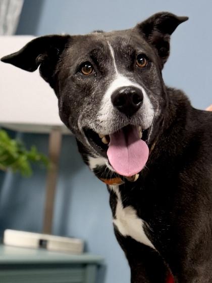 Cindi, Adoptable, Adult Female Mixed Breed & Mixed Breed.