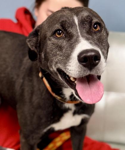 Enlarge Cindi, a Adoptable mixed breed in Cincinnati, OH image 2/3