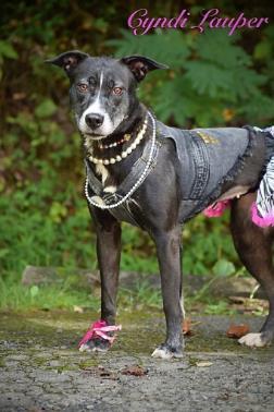 Enlarge Cindi, a Adoptable mixed breed in Cincinnati, OH image 1/1