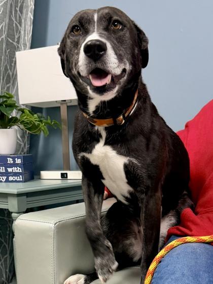 Enlarge Cindi, a Adoptable mixed breed in Cincinnati, OH image 3/3