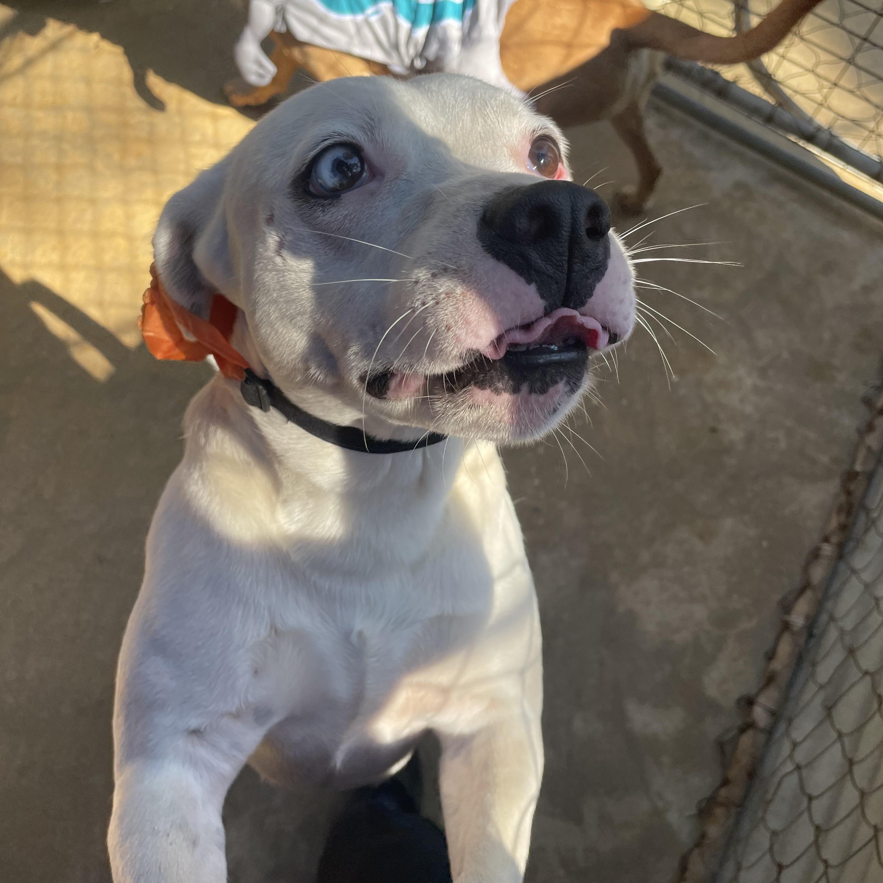 Kiba, an adoptable Bull Terrier in Ruston, LA, 71270 | Photo Image 1