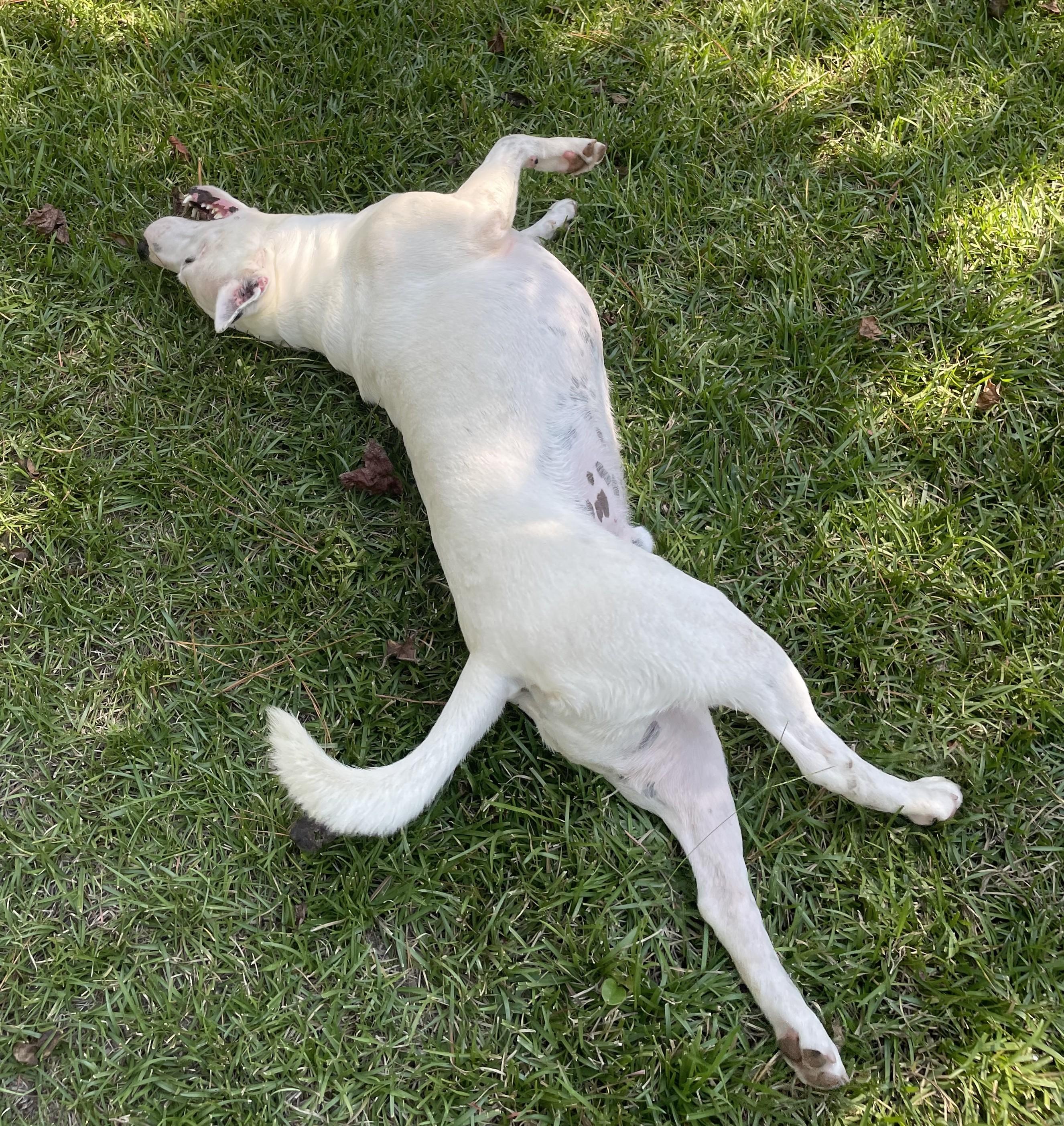 Kiba, an adoptable Bull Terrier in Ruston, LA, 71270 | Photo Image 5