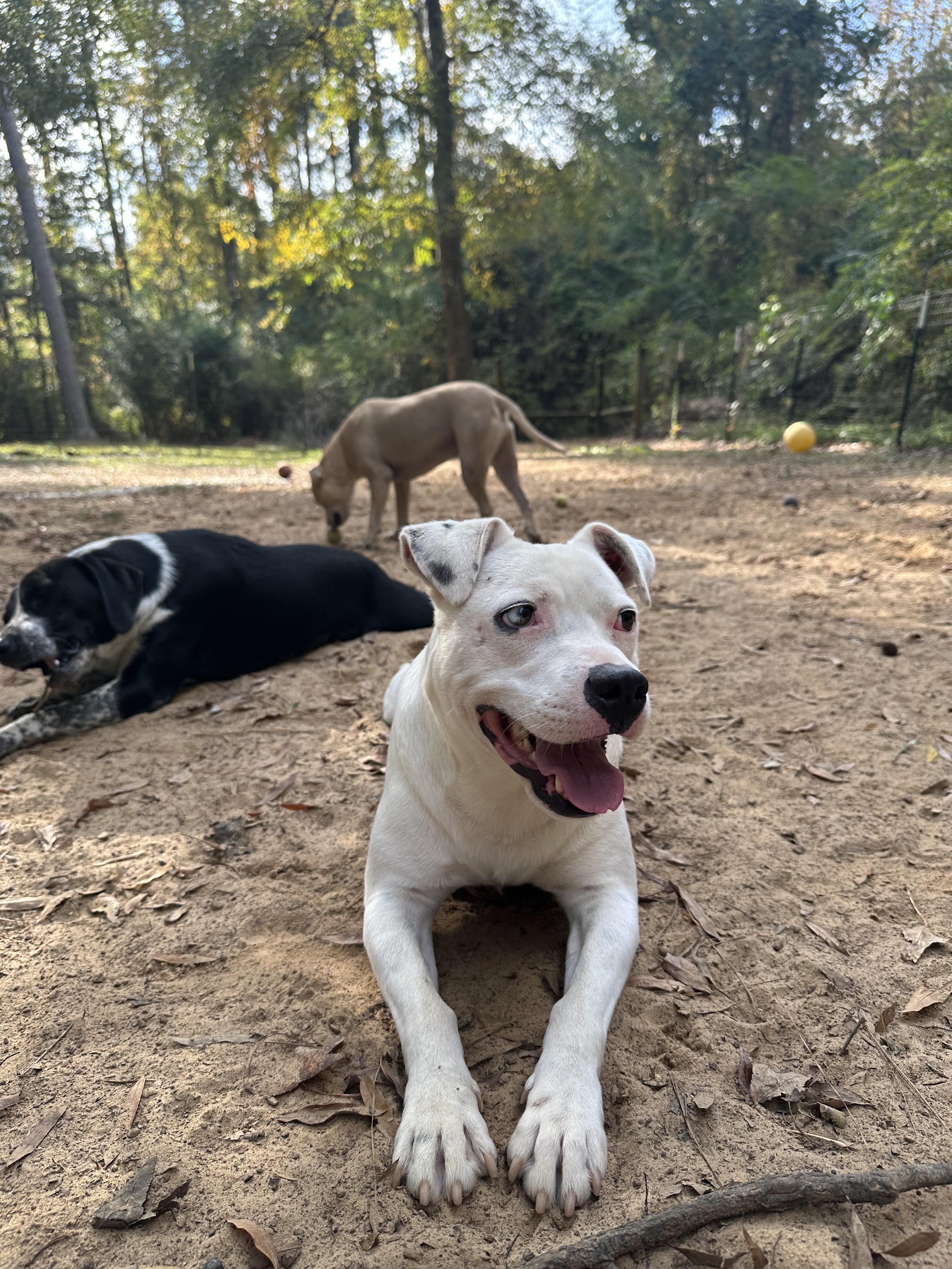 Kiba, Adoptable, Adult Male Terrier.