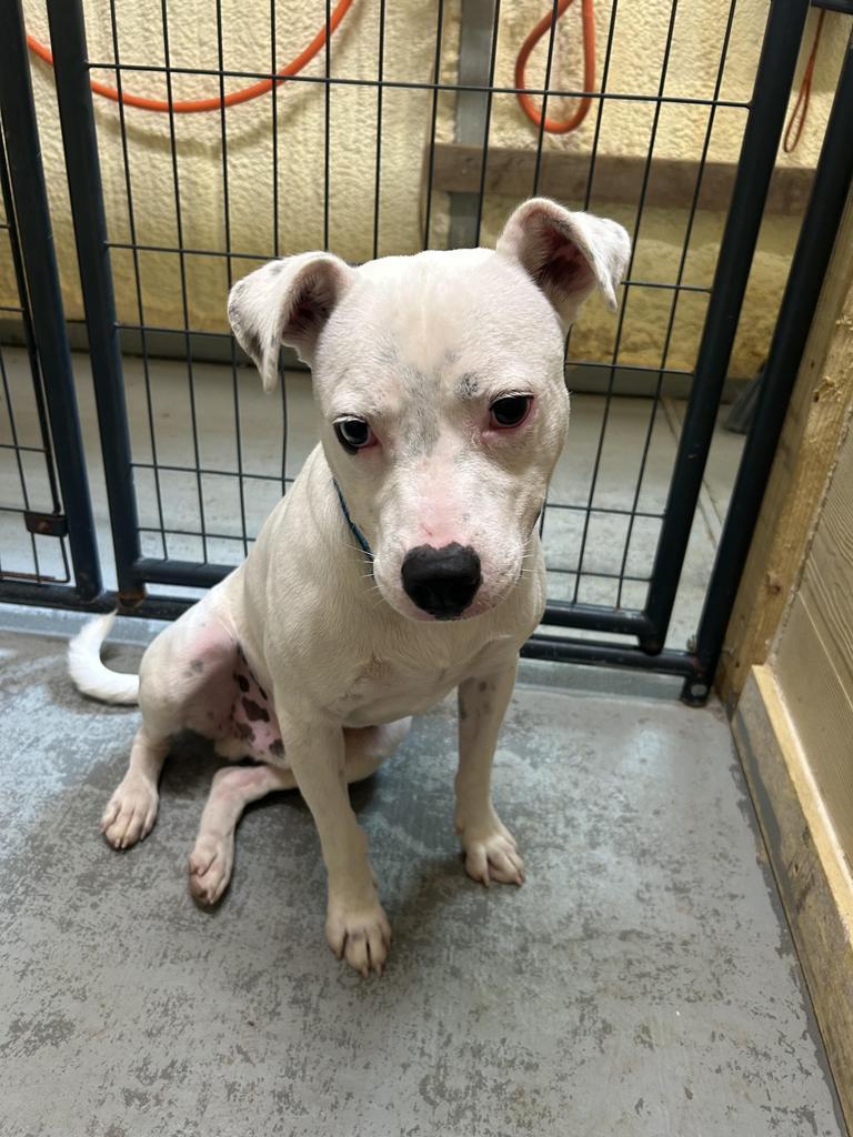 Kiba, Adoptable, Adult Male Bull Terrier.