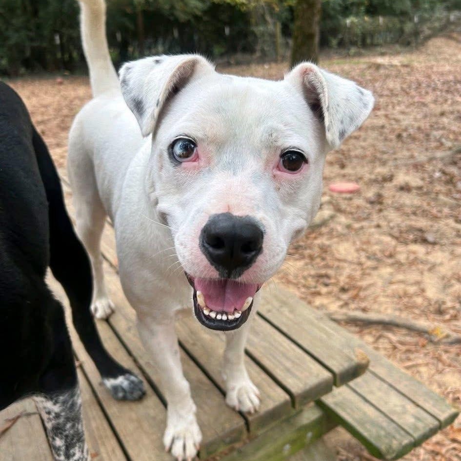 Enlarge Kiba, a Adoptable mixed breed in Ruston, LA image 1/3