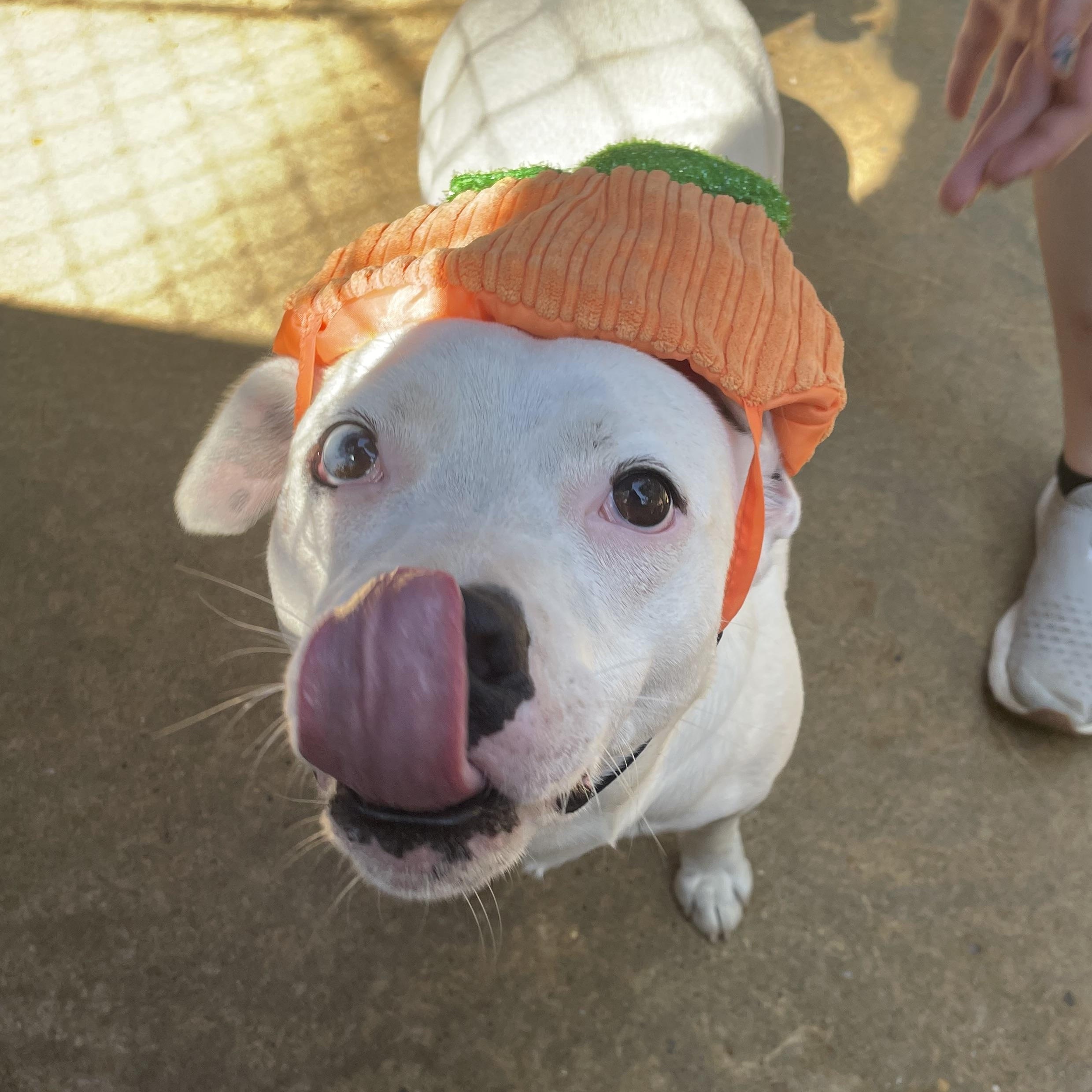 Kiba, an adoptable Bull Terrier in Ruston, LA, 71270 | Photo Image 3