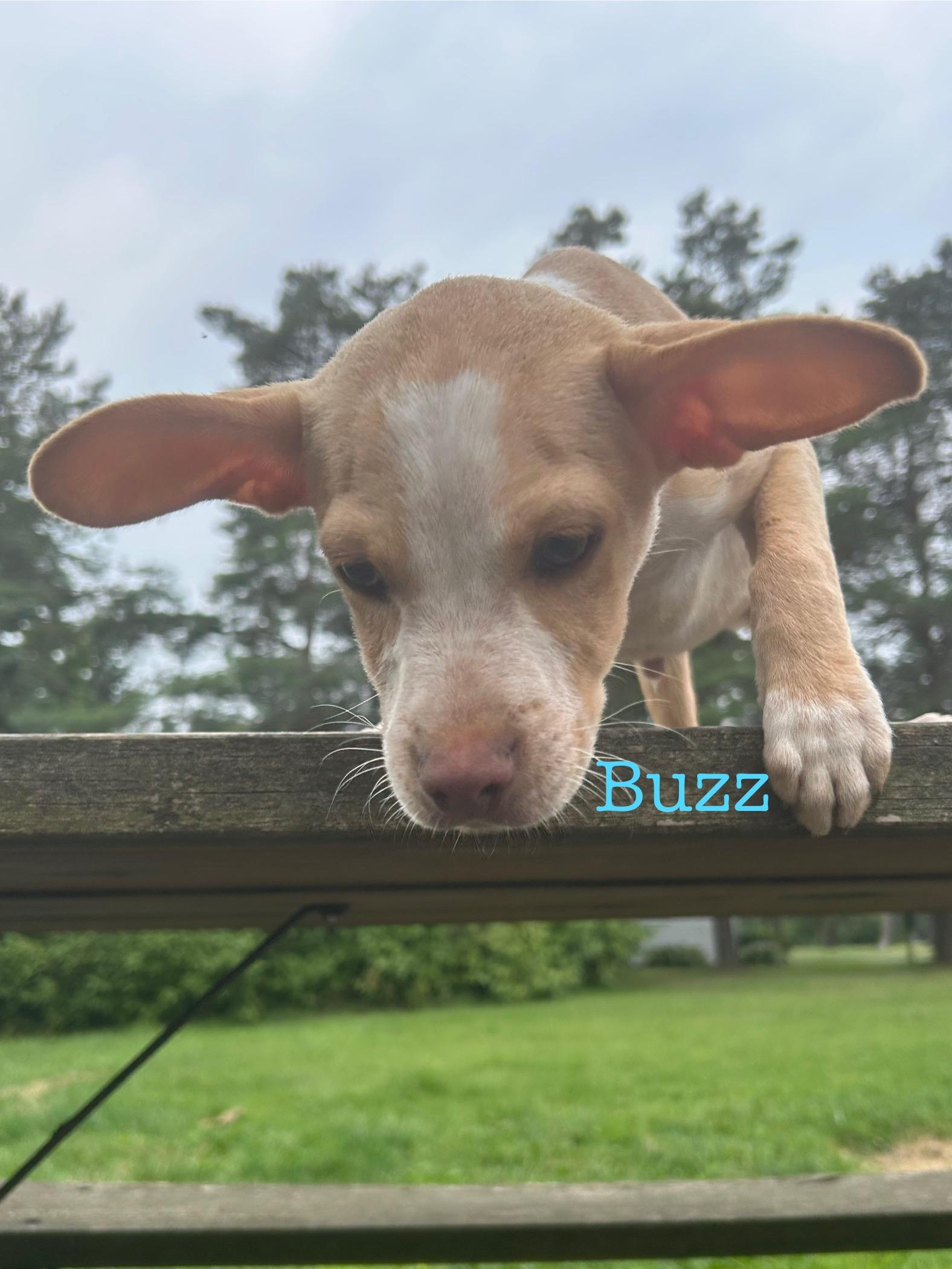 Buzz, Adoptable, Puppy Male Chihuahua.