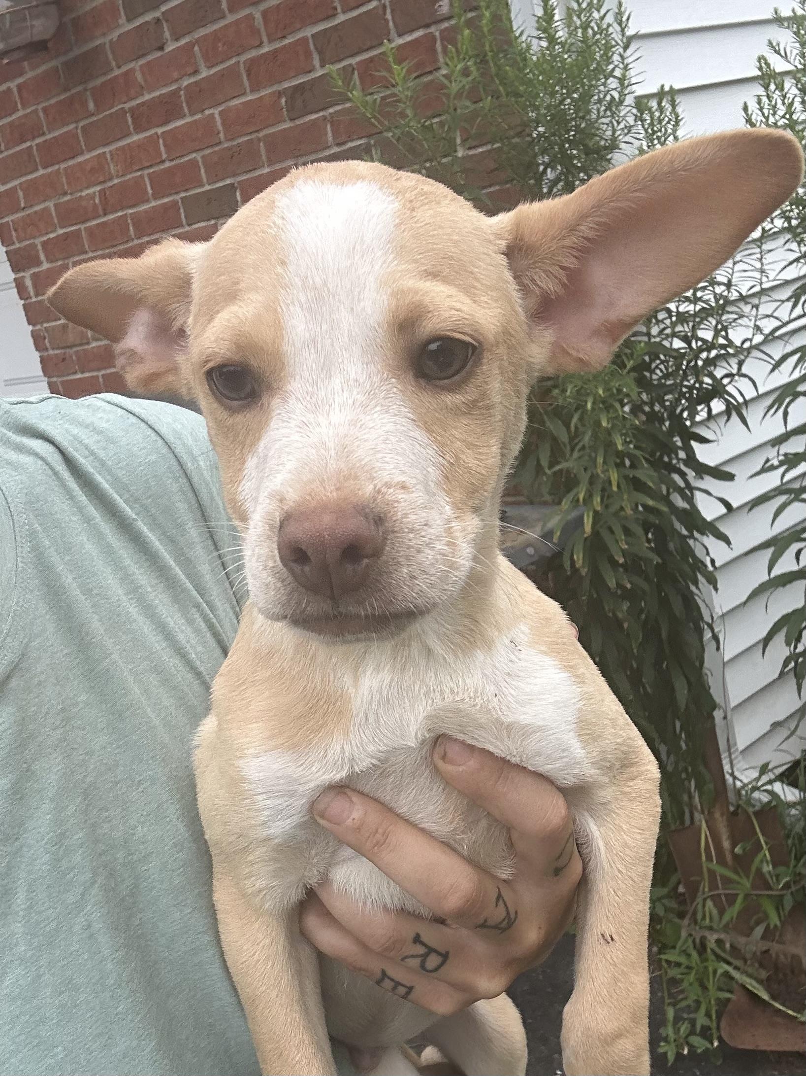 Buzz, a Adoptable mixed breed in West Falls, NY image 2/2