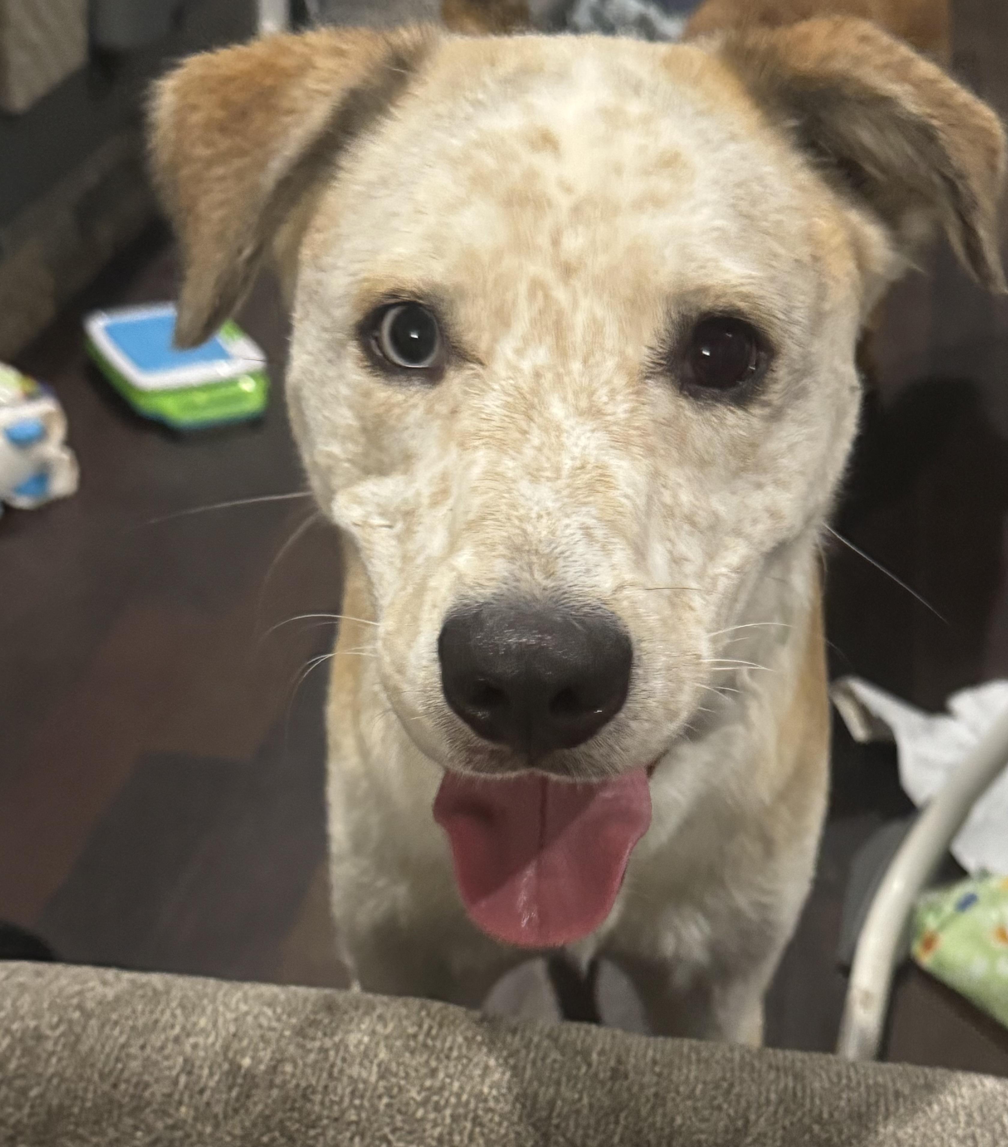 Enlarge Cooper, a Adoptable mixed breed in Newfoundland, NJ image 2/3