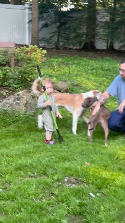 Enlarge Cooper, a Adoptable mixed breed in Newfoundland, NJ video 3/3