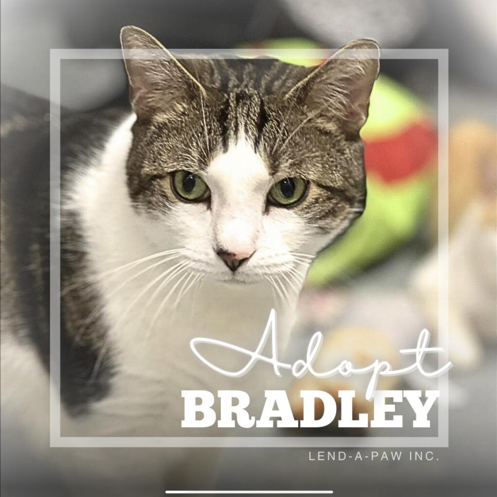 Enlarge Bradley, a Adoptable Domestic Short Hair in Oceanside, NY image 3/5