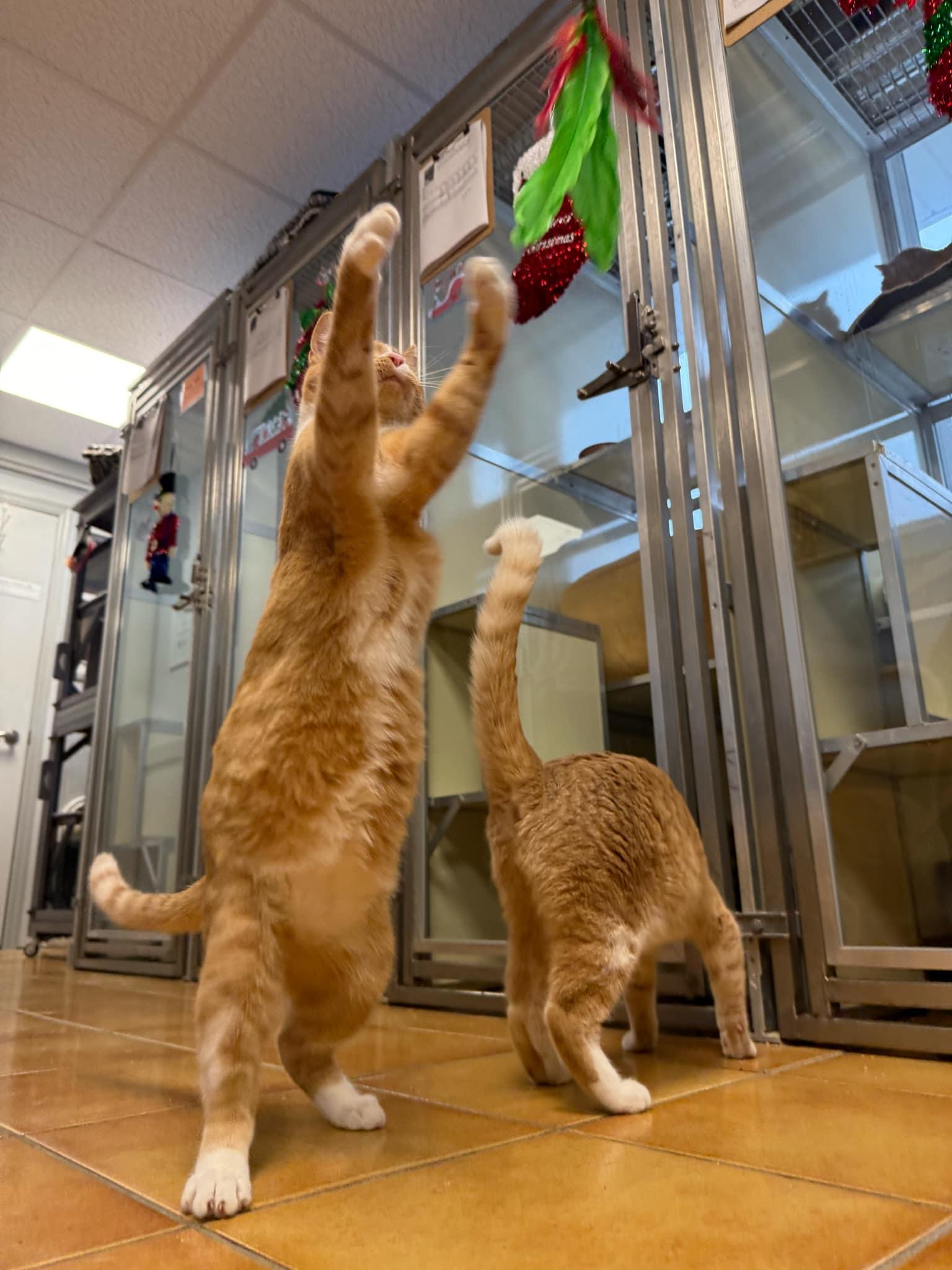 Wonder Boy, a Adopted Domestic Short Hair in Cedar Rapids, IA image 1/3