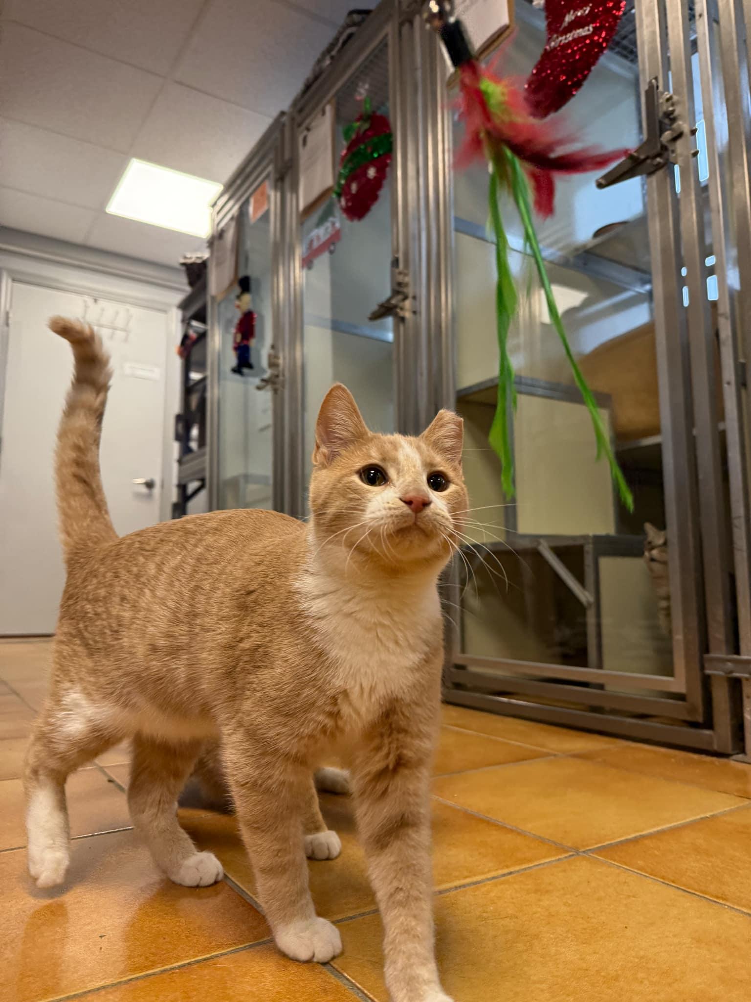 Wonder Boy, a Adopted Domestic Short Hair in Cedar Rapids, IA image 2/3