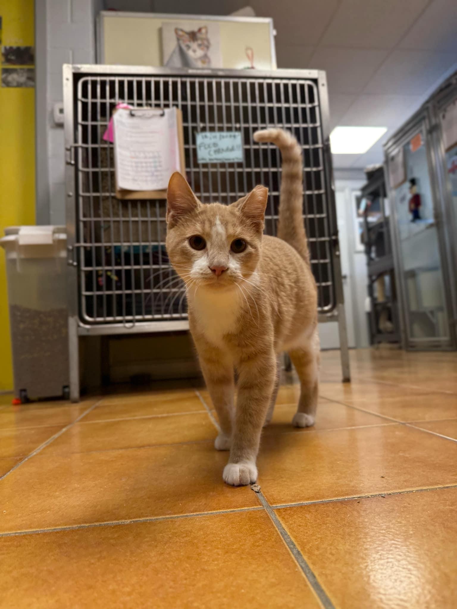 Wonder Boy, a Adopted Domestic Short Hair in Cedar Rapids, IA image 3/3