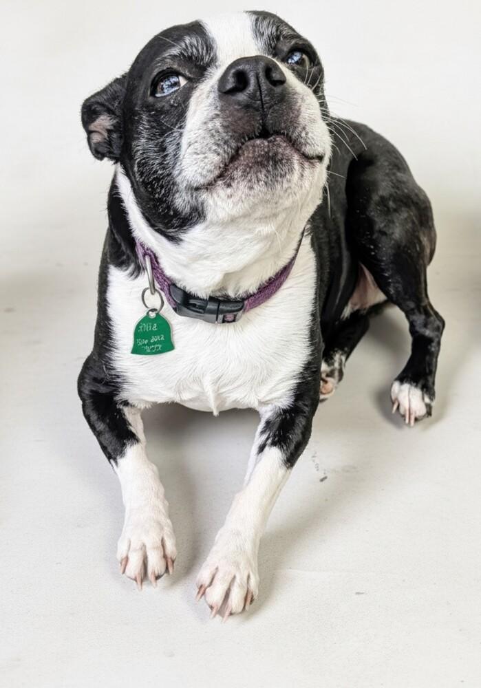 Allie, a Adoptable Boston Terrier in Evergreen, CO image 2/5