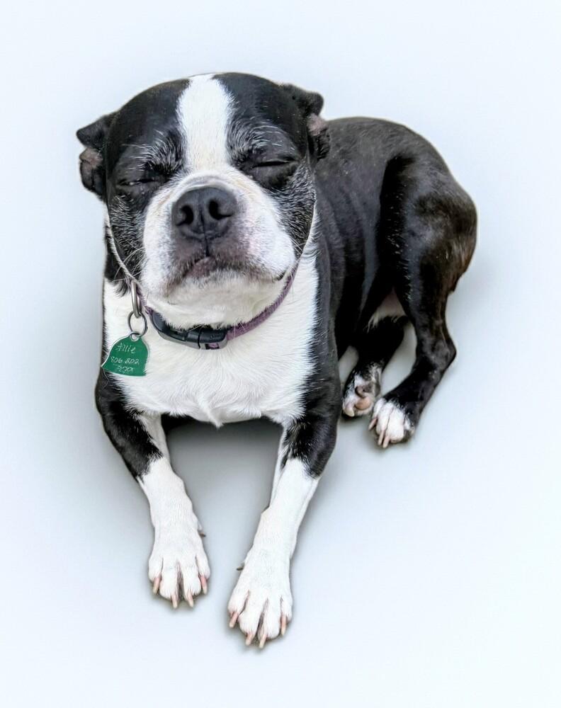 Allie, a Adoptable Boston Terrier in Evergreen, CO image 3/5