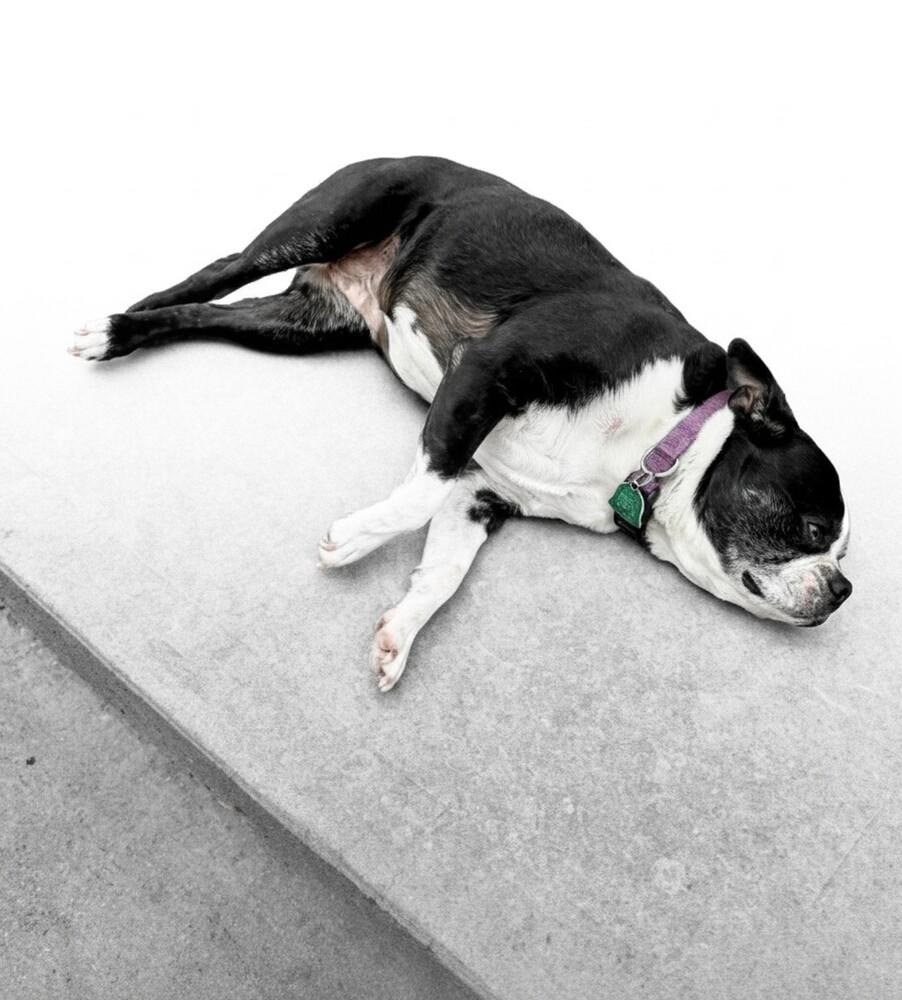 Allie, a Adoptable Boston Terrier in Evergreen, CO image 4/5