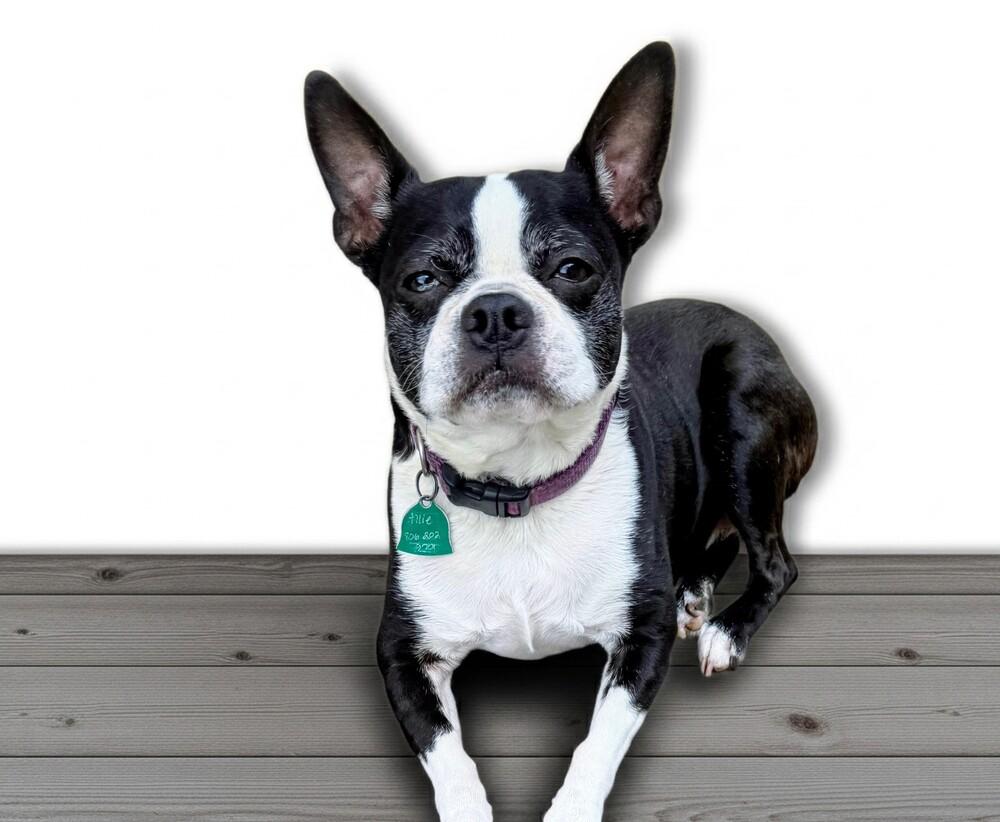 Allie, Adoptable, Adult Female Boston Terrier.