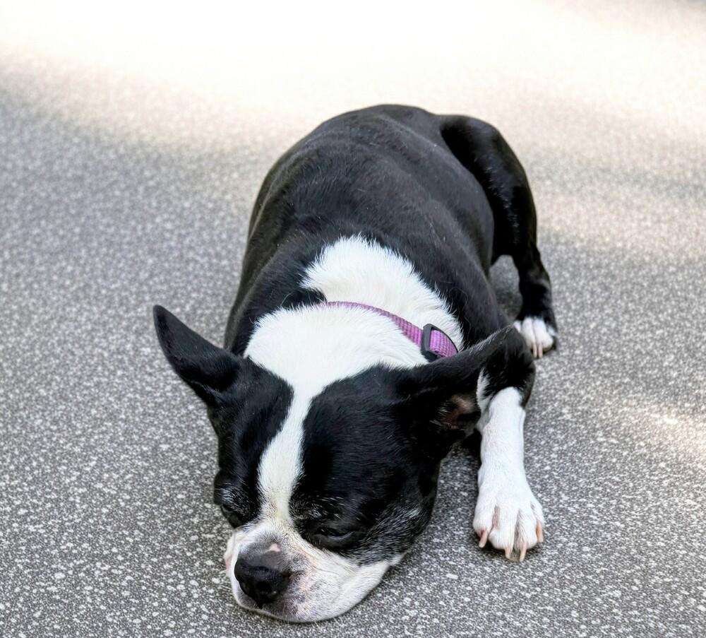 Allie, a Adoptable Boston Terrier in Evergreen, CO image 5/5