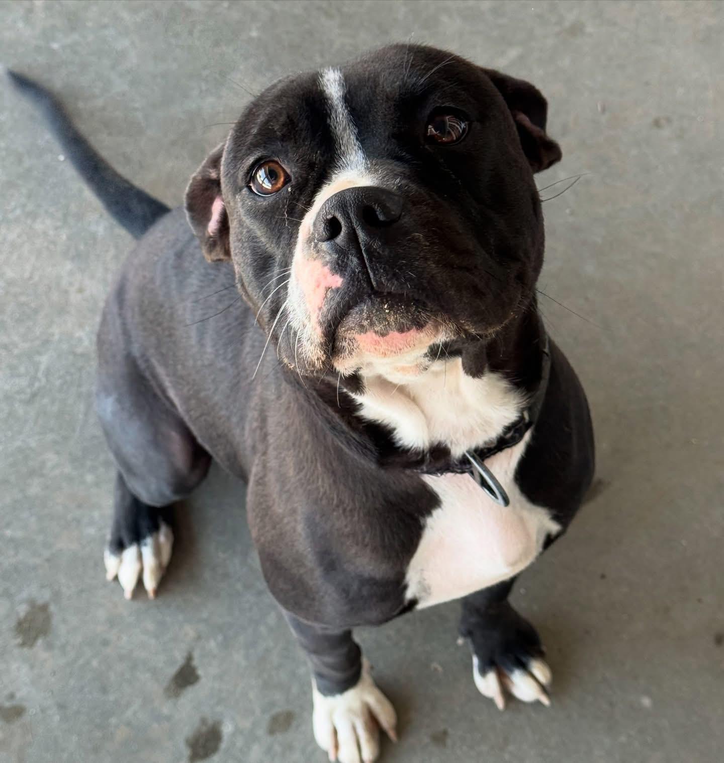 Leia - ADOPT Me!!, Adult Female Pit Bull Terrier