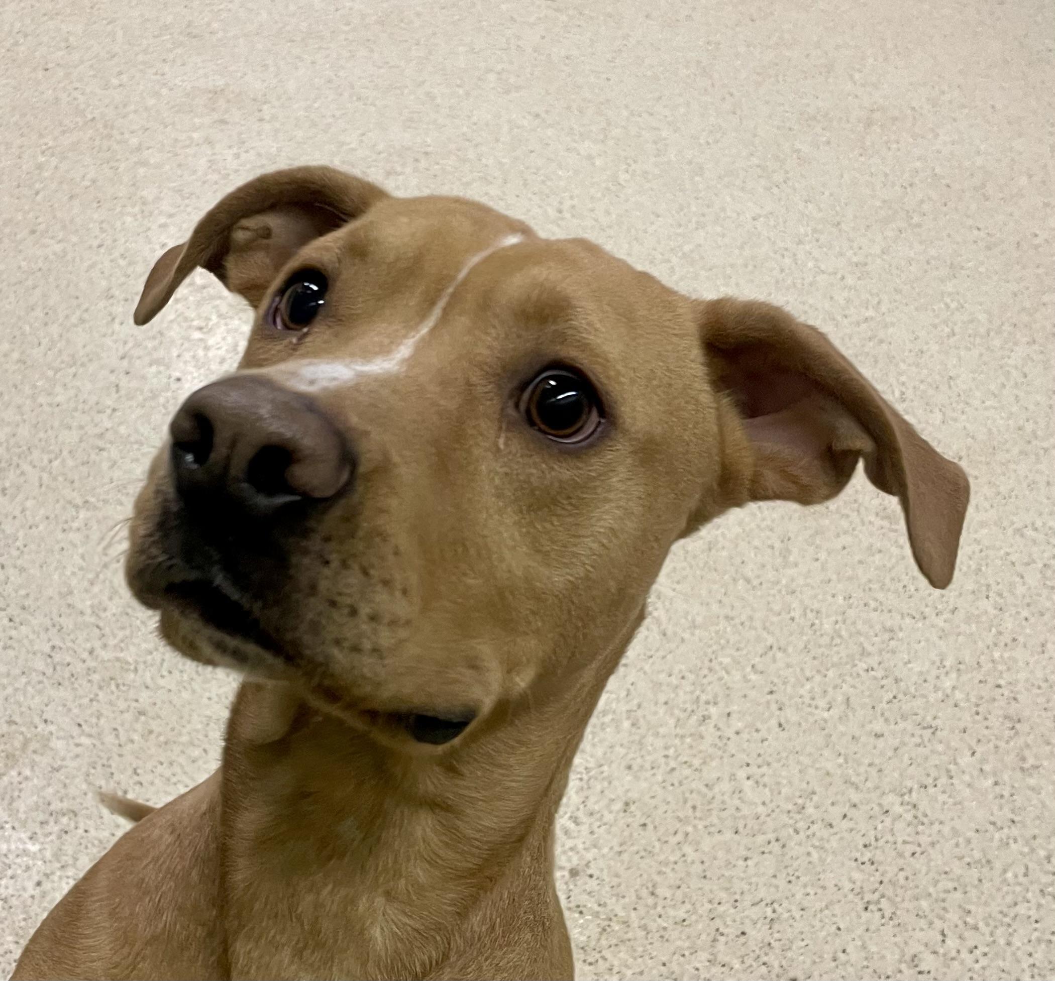 Enlarge Milkbone, an adoptable mixed breed in Muncie, IN image 6/6