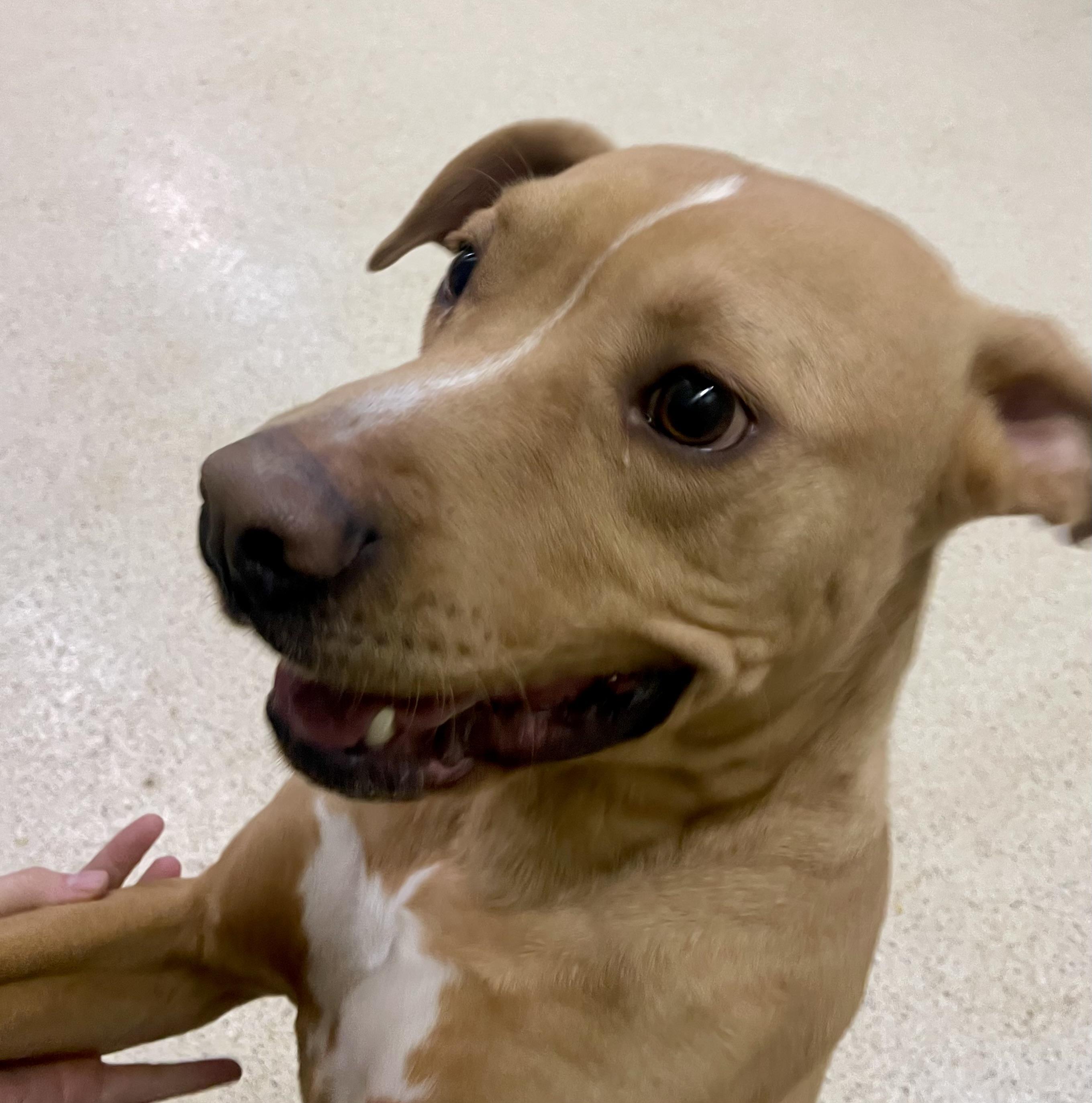 Enlarge Milkbone, an adoptable mixed breed in Muncie, IN image 4/6