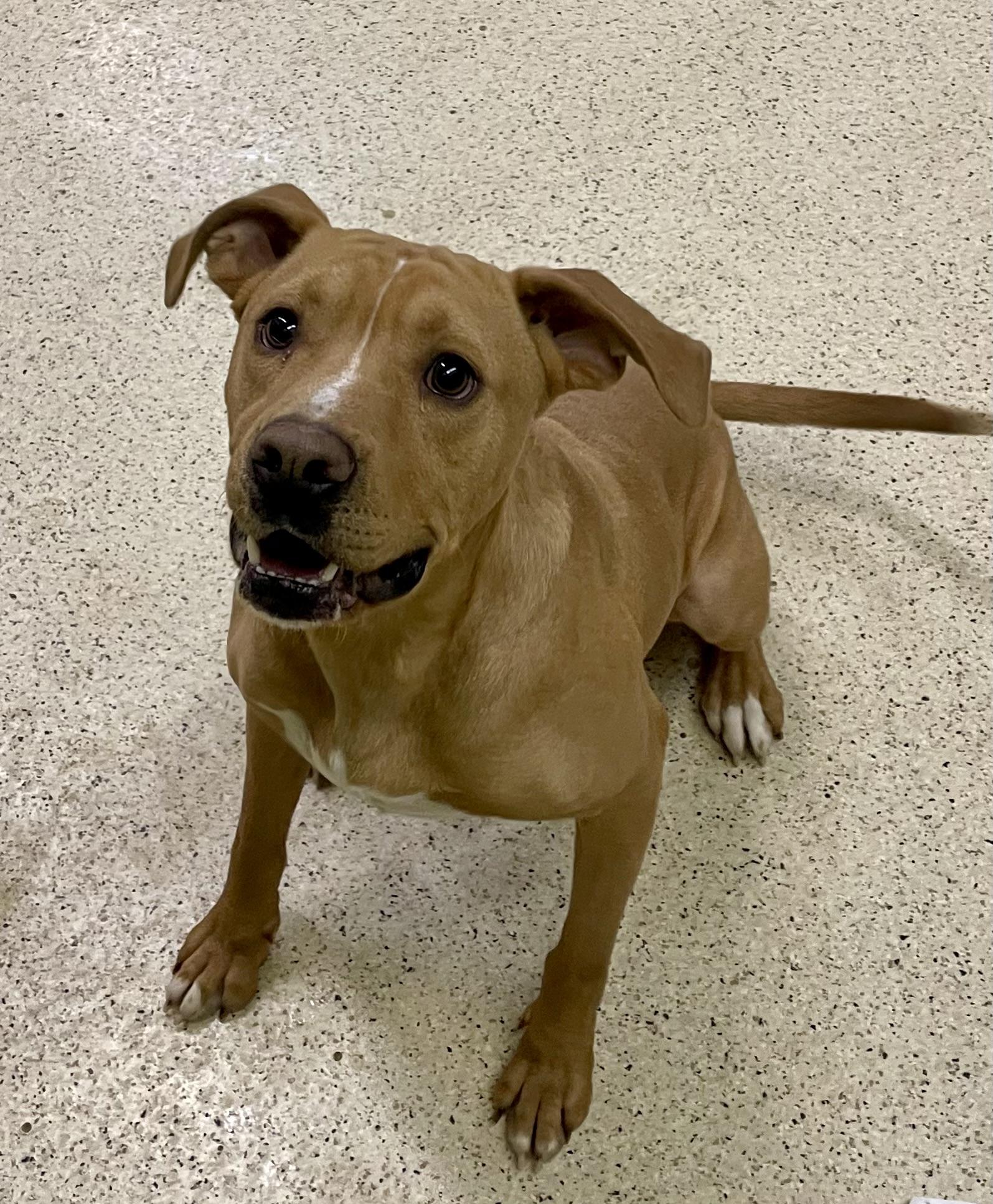 Enlarge Milkbone, an adoptable mixed breed in Muncie, IN image 2/6