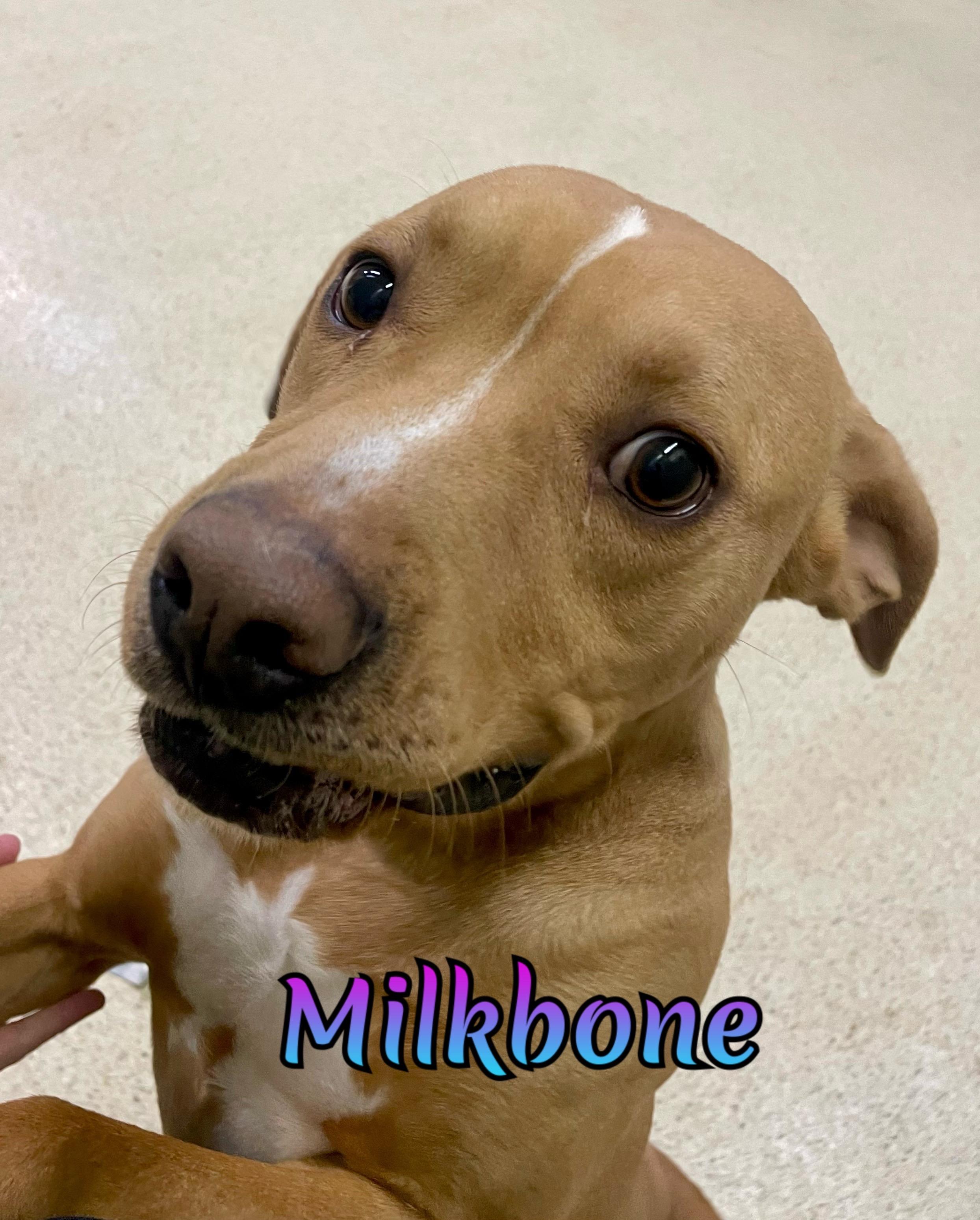Enlarge Milkbone, an adoptable mixed breed in Muncie, IN image 3/6