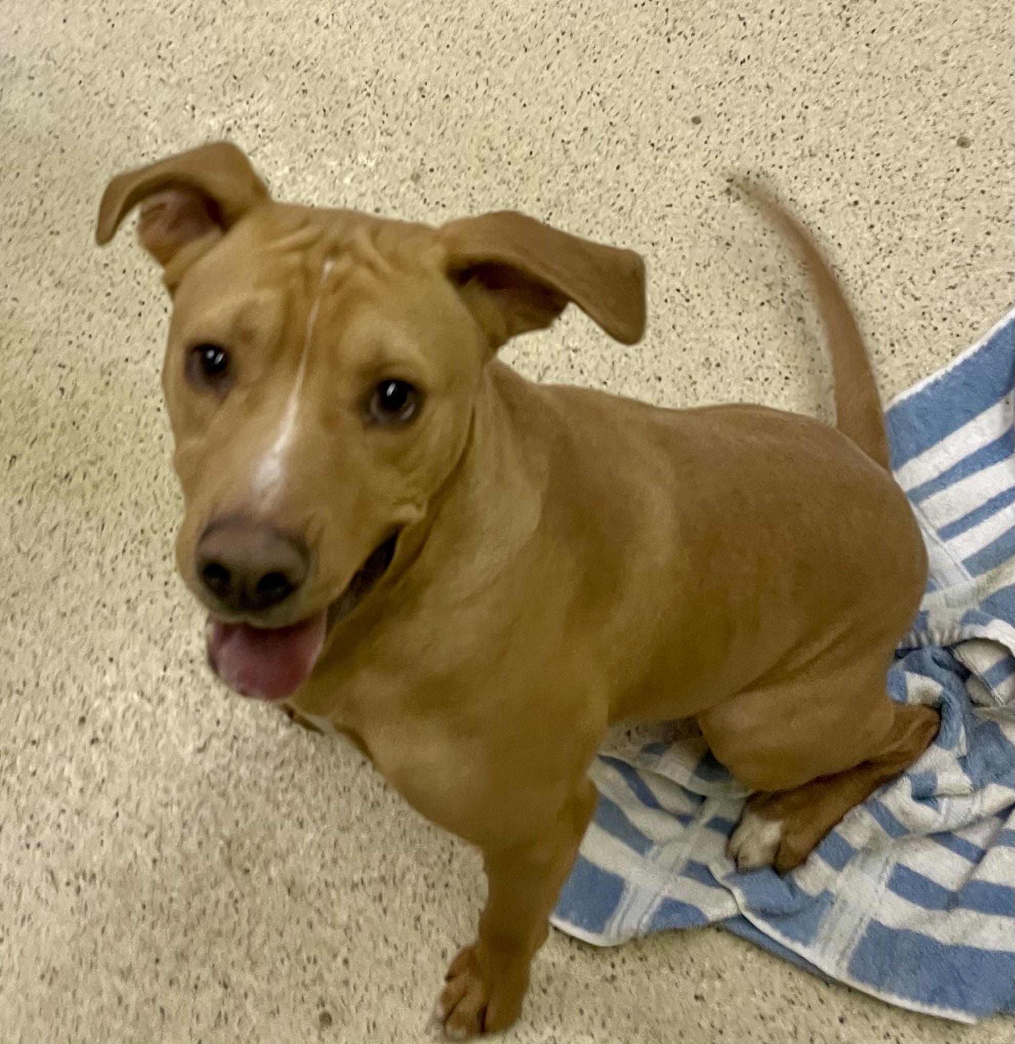 Enlarge Milkbone, an adoptable mixed breed in Muncie, IN image 1/6