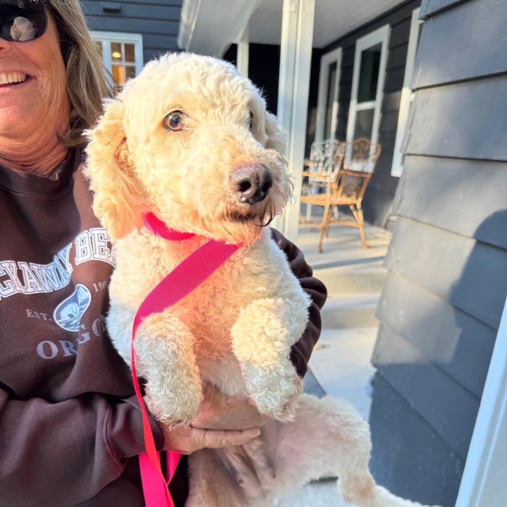 Enlarge Rosa, a Adoptable Miniature Poodle in St. Charles, IL image 1/5