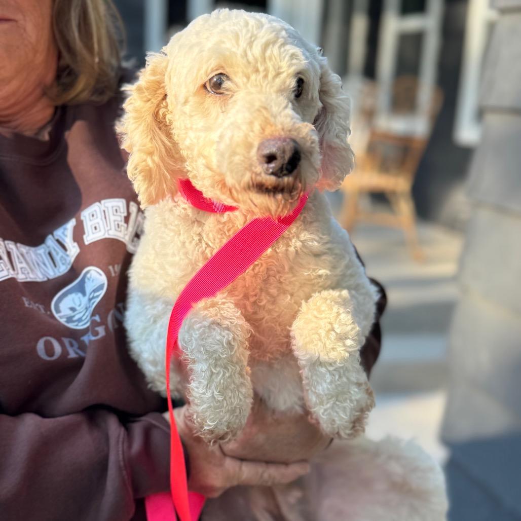 Enlarge Rosa, a Adoptable Miniature Poodle in St. Charles, IL image 2/5