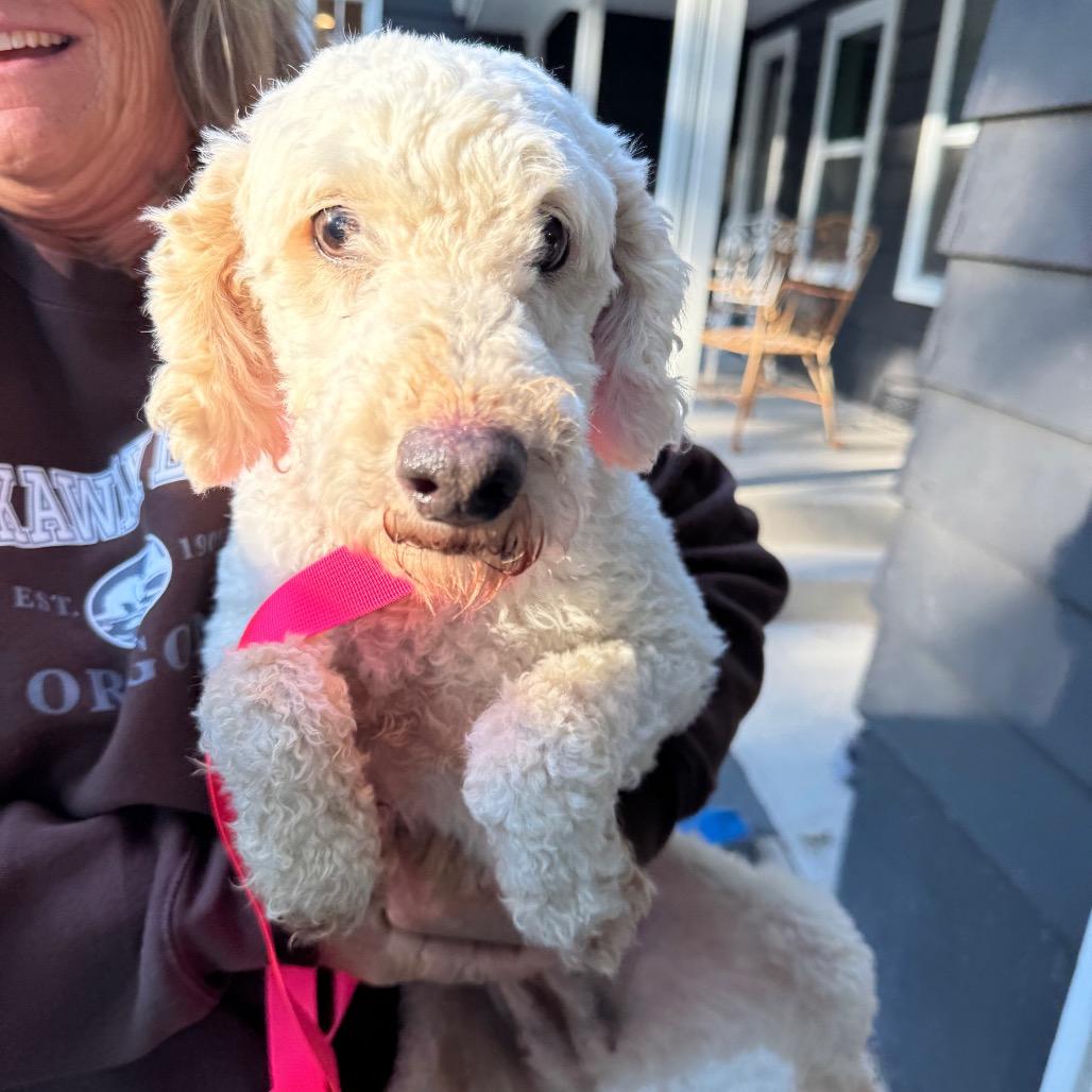 Enlarge Rosa, a Adoptable Miniature Poodle in St. Charles, IL image 3/5