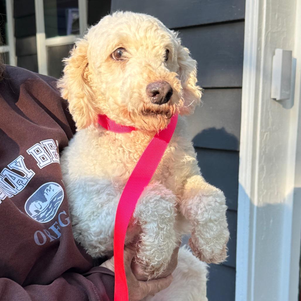 Enlarge Rosa, a Adoptable Miniature Poodle in St. Charles, IL image 4/5